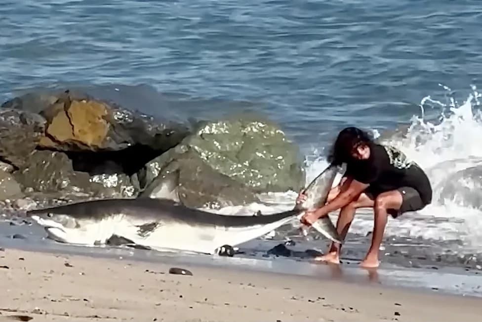 Mirni Ribič Vratio Ajkulu Dugu 8 Stopa (oko 2,4 m) U More Na Plaži Kod Los Anđelesa