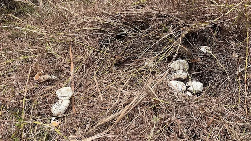 Lešinari u Evergladesu Po Prvi Put Plene Jaja Burmanskog Pitona — Neočekivani Saveznici u Borbi Protiv Invazivne Vrste