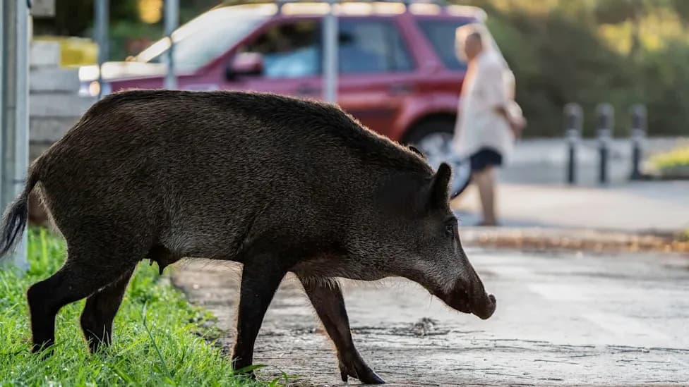 Ogromni 'javaporcos' Lutaju Ulicama Soledadea — Meštani U Strahu, Vlasti Apeluju