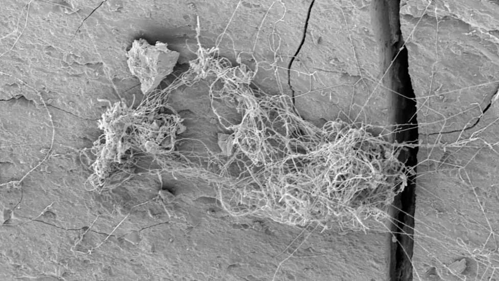 Podzemni ekosistem u Antrim šejlu: Stotine gljiva, tardigradi i crvi na dubinama do 556 m