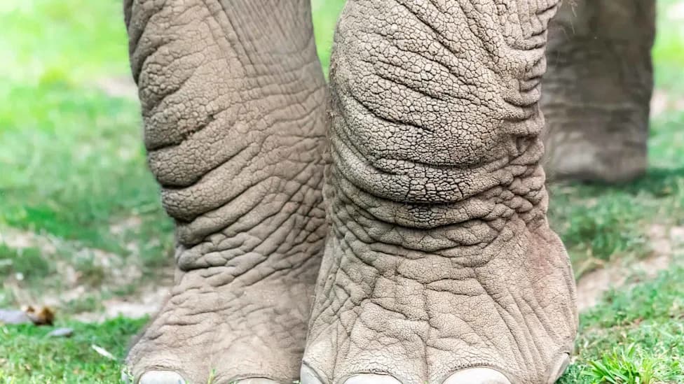 Kako Slonovi U Zoološkim Vrtovima Danas Žive Duže Nego U Divljini