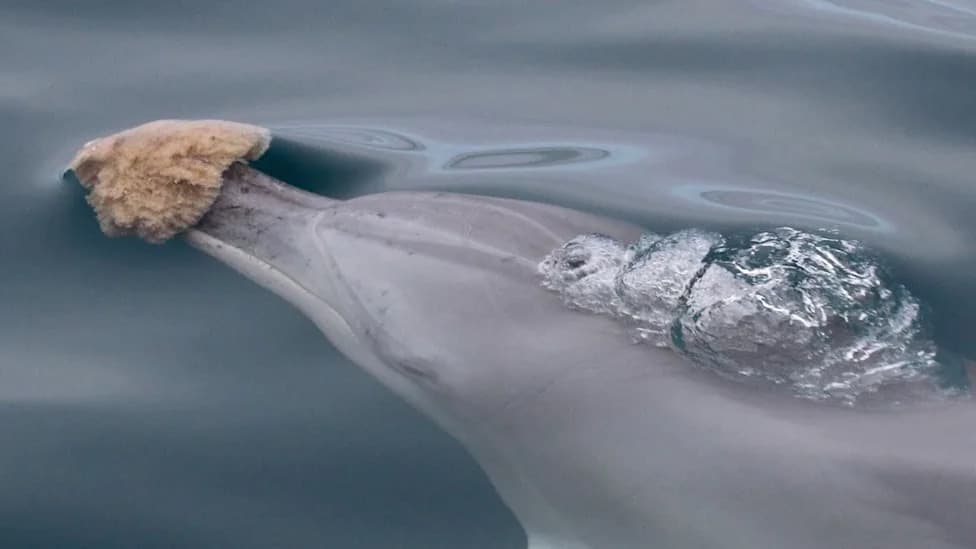 Delfini Koji Koriste Sunđere Ostavljaju Epigenetski 'Otisak' — Veza Kulture i Biologije