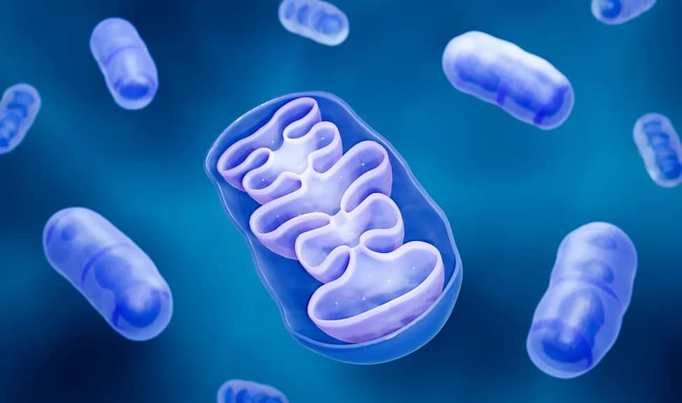 Nova taktika protiv bakterija: Mitohondrijska fisija pojačava ćelijsku odbranu