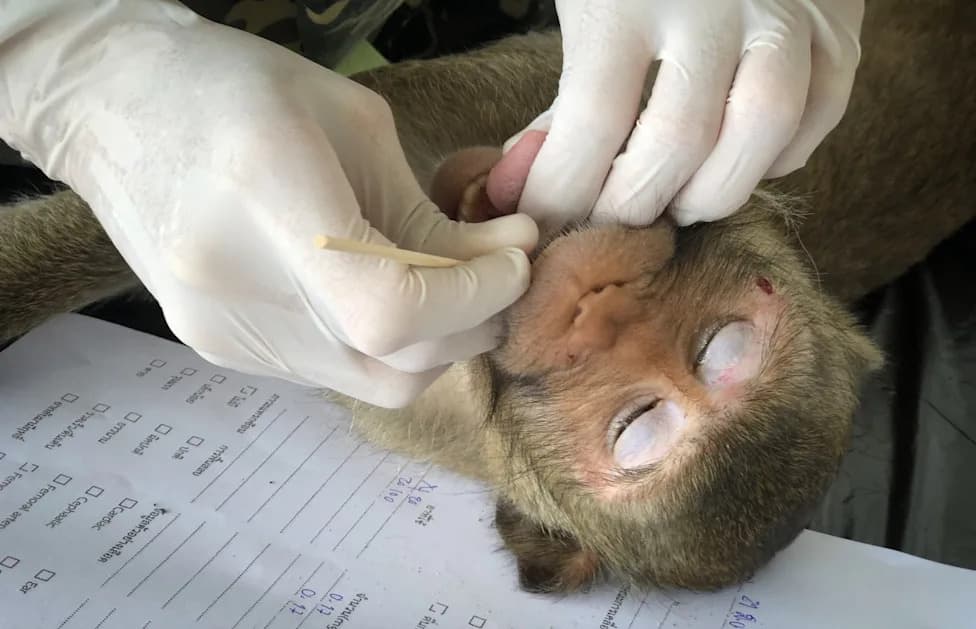 SAD Ponovo Odbile Zaštitu Ugroženih Makaka — Laboratorije Uvoze Više Od 30.000 Godišnje
