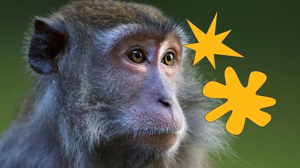 Majmuni Pokazuju 'Bouba/Kiki' Jezičku Pravilo Koje Nismo Očekivali Samo Kod Ljudi