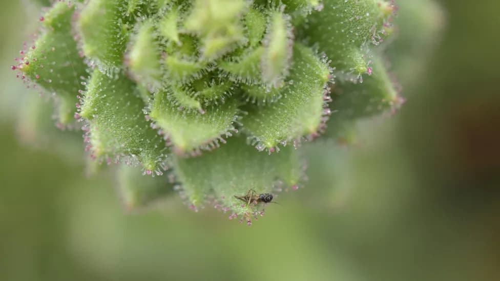 Otkriće u Hengduanu: <i>Saxifraga candelabrum</i> Dokazano Karnivorna — Darvinova Pretpostavka Potvrđena