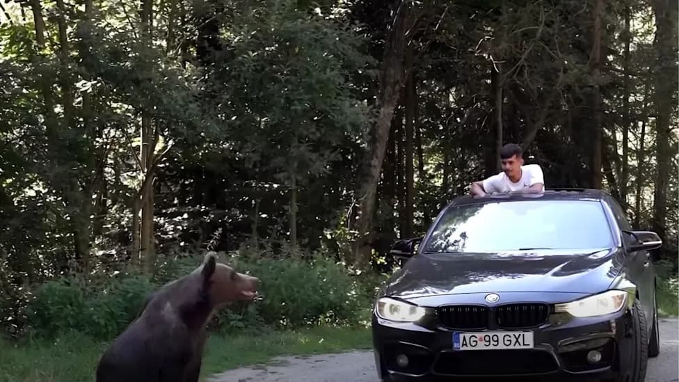 Turisti Hrane Medvede Pored Transfăgărăšana Dok Vlasti Planiraju Da Skoro Udvostruče Kvotu Za Odstrel