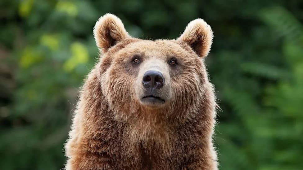 Ljudi — predator koji plaši i medvede i planinske lavove