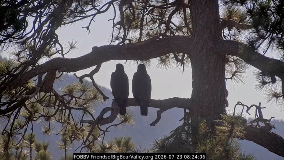 Sandy i Luna poleteli iz Big Bear Valley — Shadow na "letnjem odmoru", Jackie se leči u Ojai Raptor Centeru