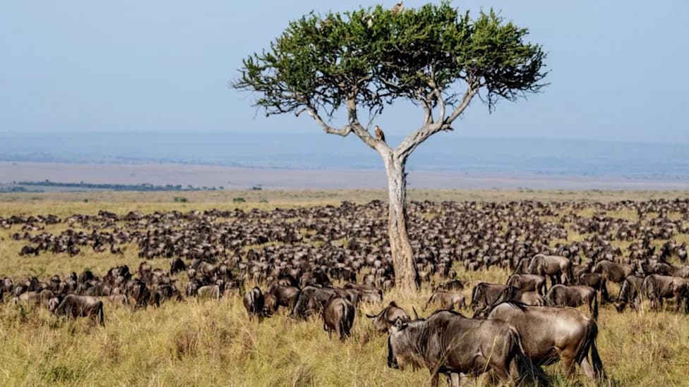 Oko Milion Gnuova Tutnji Maasai Marom — Drevna Migracija Koja Podseća Na Značaj Povezanih Staništa