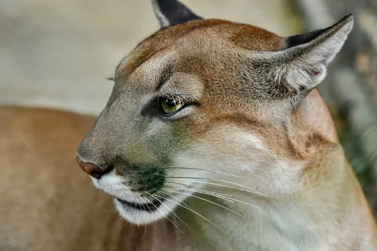 Gde Žive Pume, Manje Sudara: Prisustvo Puma Smanjuje Sudare Sa Jelenima Do 76%