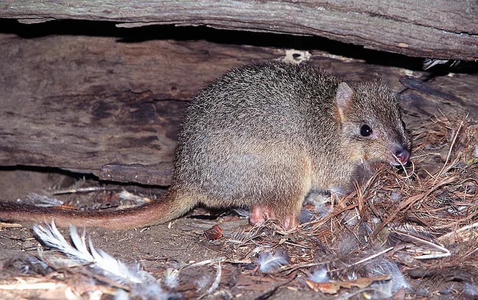 Australija Ulaže 2,7 Miliona Dolara Za Potpuno Iskorenjivanje Feralnih Mačaka Na Kangaroo Islandu Do 2030.