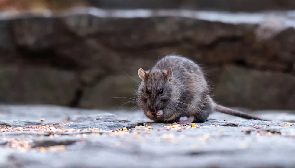 Rutgers: Skoro 84% Miševa u Njujorku Ima Mutacije Otporne na Antikoagulantne Rodenticide