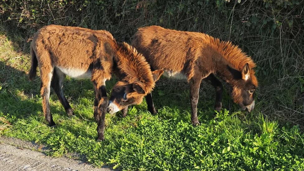 Spašeni magarci čiste suvo rastinje i pomažu u prevenciji šumskih požara u Španiji