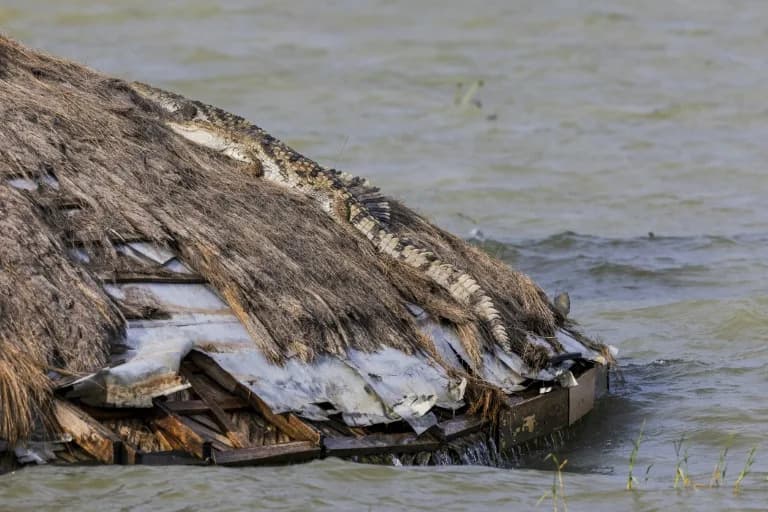 Rastuća jezera u Keniji: krokodili sve bliže domovima, turizam i škole na udaru