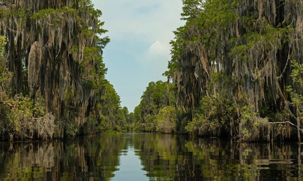 Okefenokee močvara dobila UNESCO status: Dom 15.000 aligatora i retkih vrsta