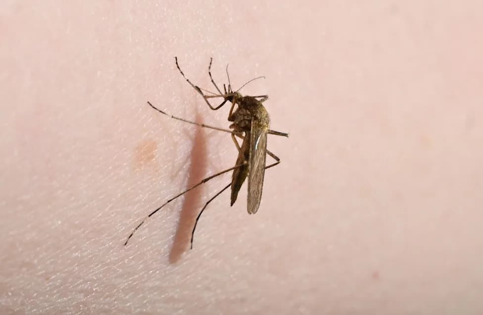 241 Potvrđen Slučaj Virusa Zapadnog Nila U Evropi — Poziv Na Pažnju Tokom Leta