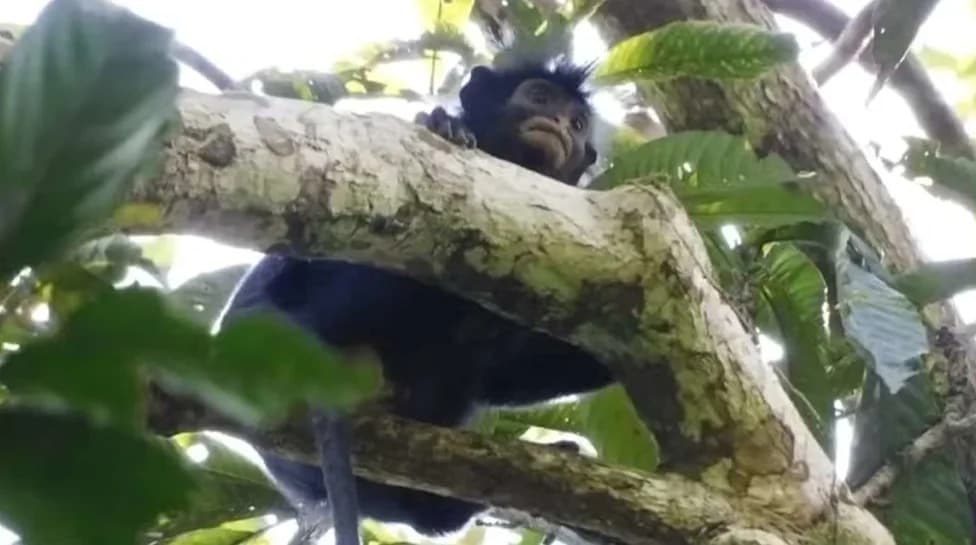 Otkriven novi majmun u DR Kongu: Colobus congoensis („Likweli") potvrđen kao nova vrsta