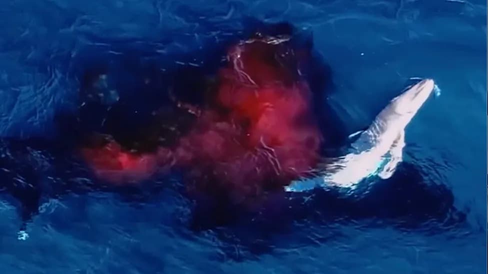 Reditko zabeležen prizor: dron snimio rođenje grbavog kita kod Australije