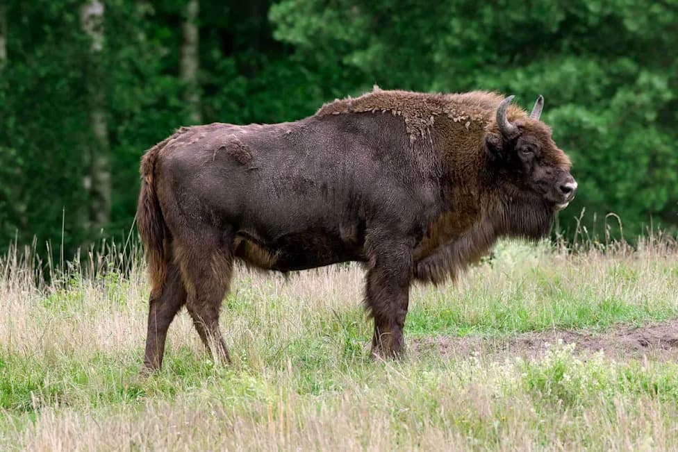Bizon Oborio Turistu u Białowieża Šumi — Fotograf Ga Spasio Kolima