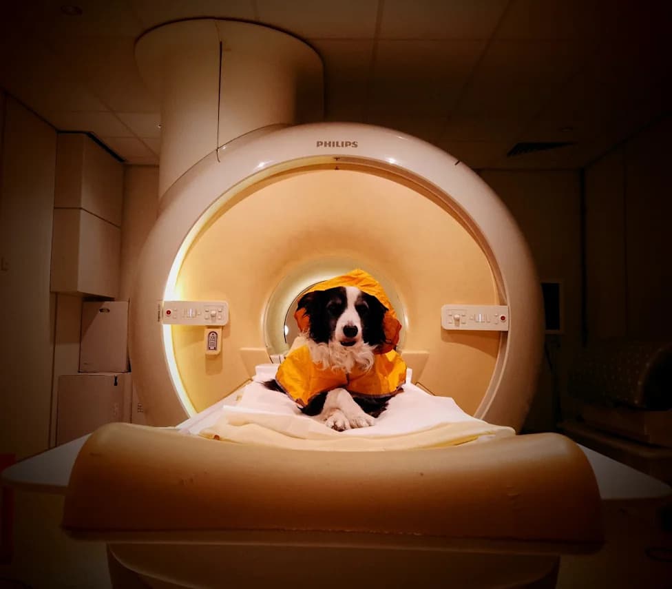 Tvoj pas zaista zna kad si srećan: fMRI otkriva kako psi čitaju ljudske izraze