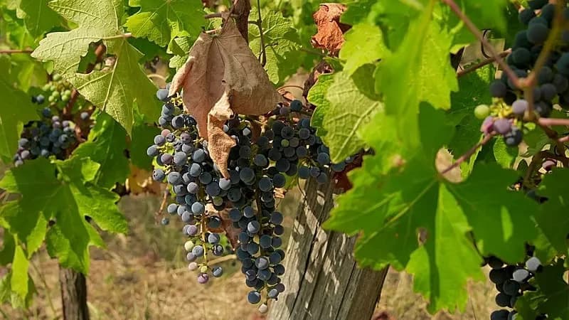 Suša U Mađarskoj Smanjila Berbu U Villányju Za Oko 30% — Kvalitet Grožđa Relativno Očuvan