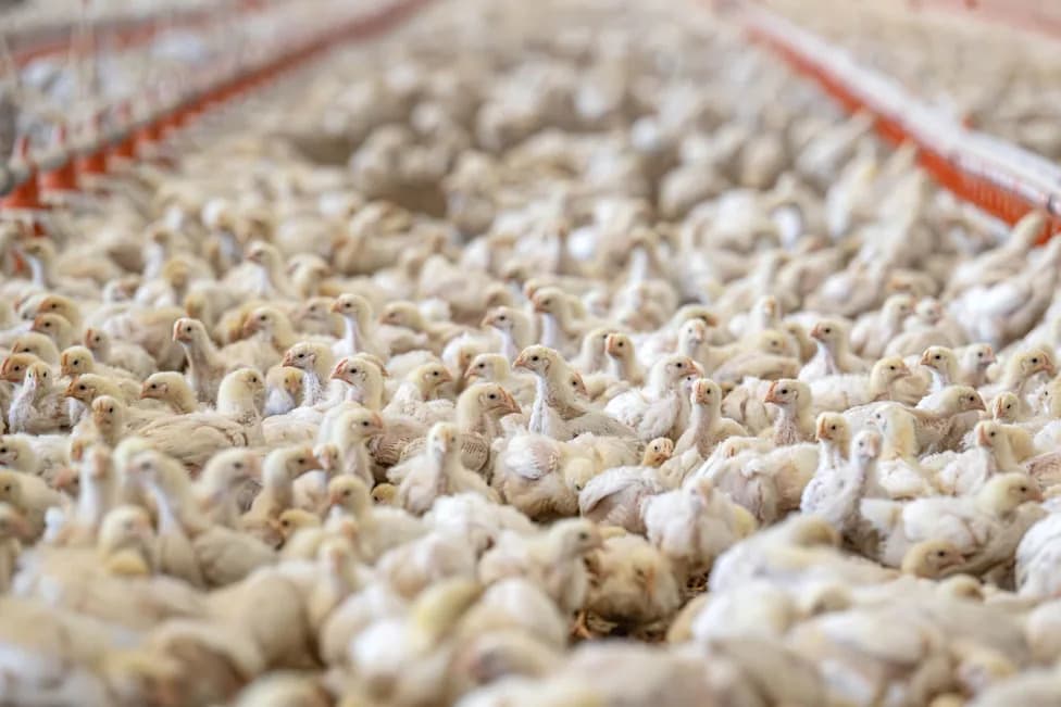 Industrijska proizvodnja pilića pogoršava širenje bakterije Campylobacter i rast otpornosti na antibiotike