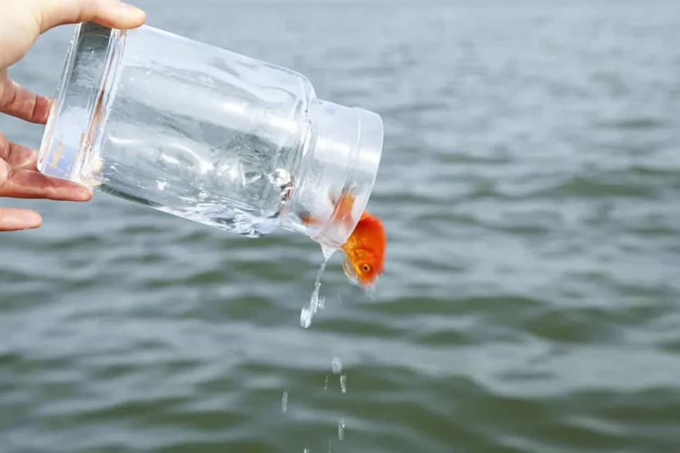Pustili Zlatnu Ribicu U Prirodu? Evo Kako Može Uništiti Jezero