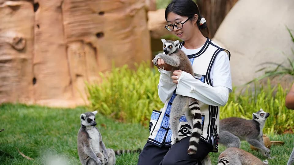 Četiri lemura uginula od humanog herpesvirusa (HSV‑1) — jedan je učestvovao u „lemur joga“ časovima