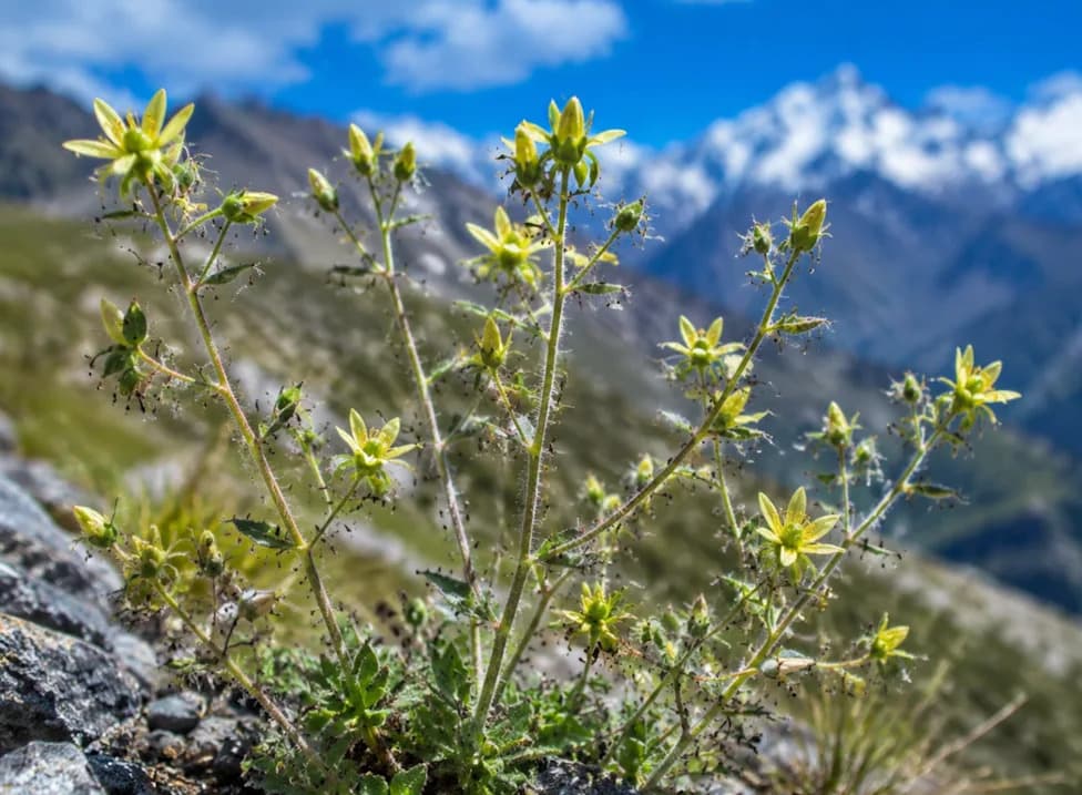Rešena 150-godišnja zagonetka Darvina: Alpska Saxifraga candelabrum Potvrđena Kao Mesožderka
