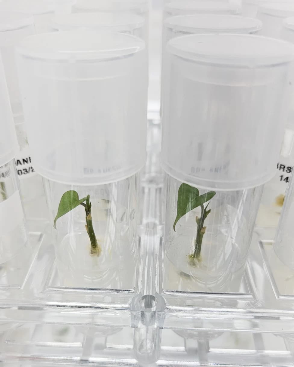 Kako brazilski agronomi gaje ‘svemirski krompir’: slatki krompir i leblebija za Mesec i Mars