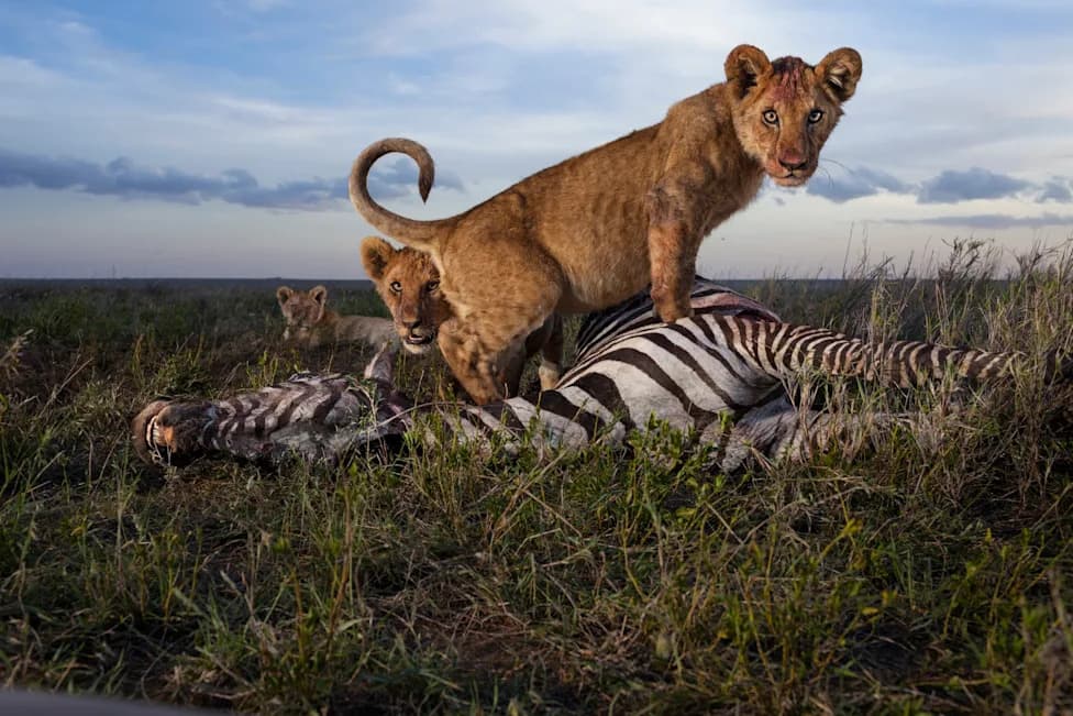 Sto Godina Fotografisanja Lavova: Kako Je National Geographic Promenio Nam Način Posmatranja Kraljeva Zveri