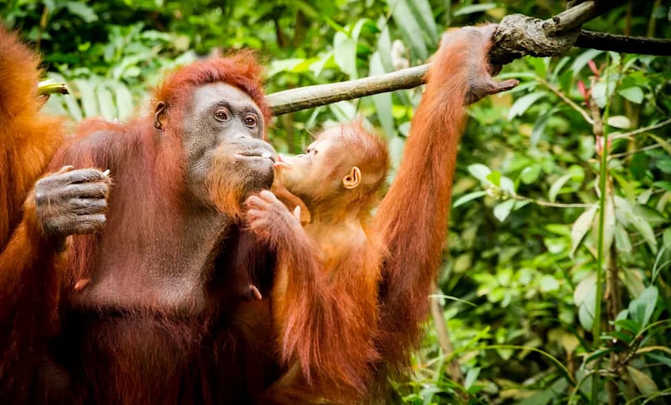 Iz spašavanja u divljinu: sumatranski orangutani u Janthu rađaju mladunce i formiraju novu populaciju