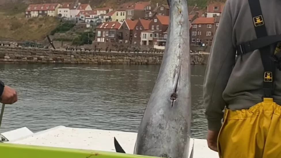Posle 60 Godina: Divovski Plavorepi Tun Se Vratio Na Jorkširske Obale — Ulovljena Dva Primerka Teška Preko 300 kg