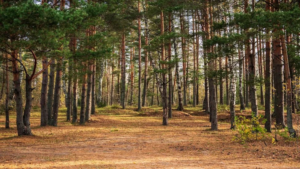 Ostavka stručnjaka iz Princetona zbog pravila o ugljeniku u šumama: 'Narušen naučni integritet'