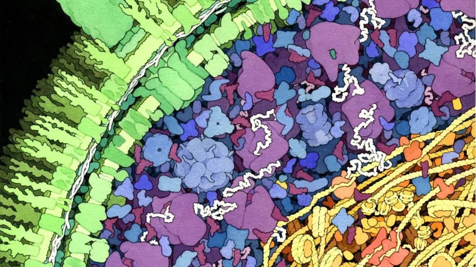 Bakterija Piše DNK Korišćenjem Proteina Kao Šablona — Neočekivana Evoluciona Trik
