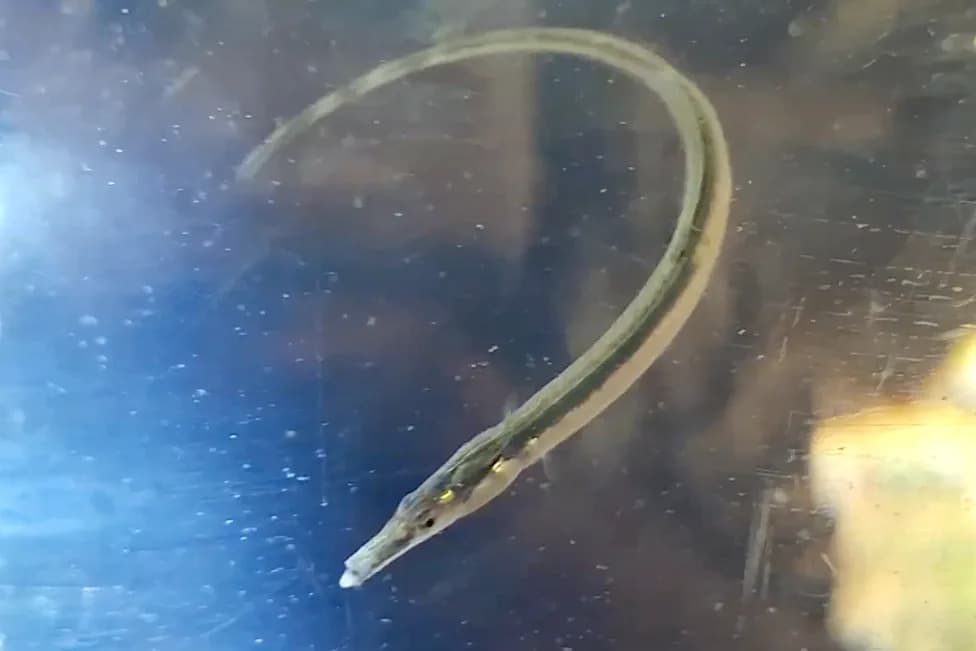 Ponovo Pronađena „Spinach Pipefish“ — Riba Koja Nije Viđena Više Od 40 Godina