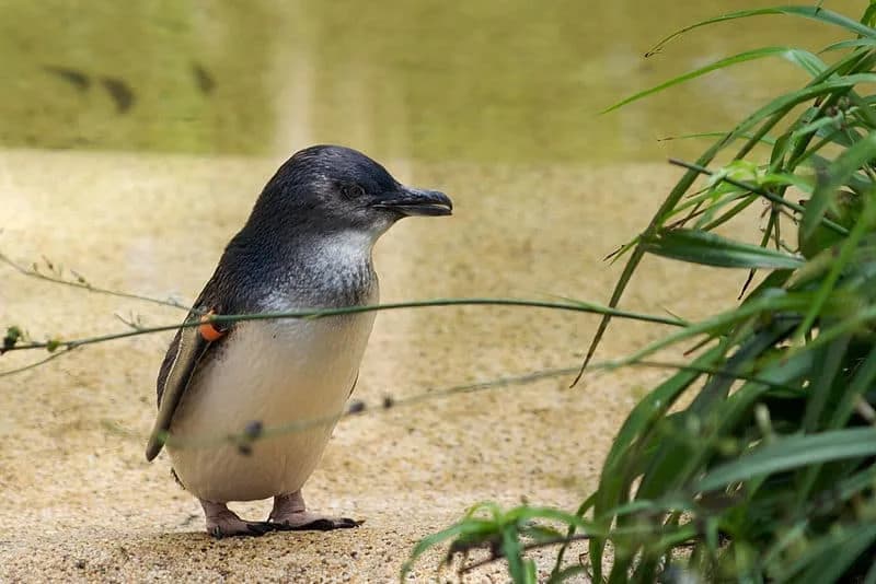Australija Pokreće Ambicioznu Misiju: Rukom Vakcinisati Više Od 5.000 Malih Pingvina