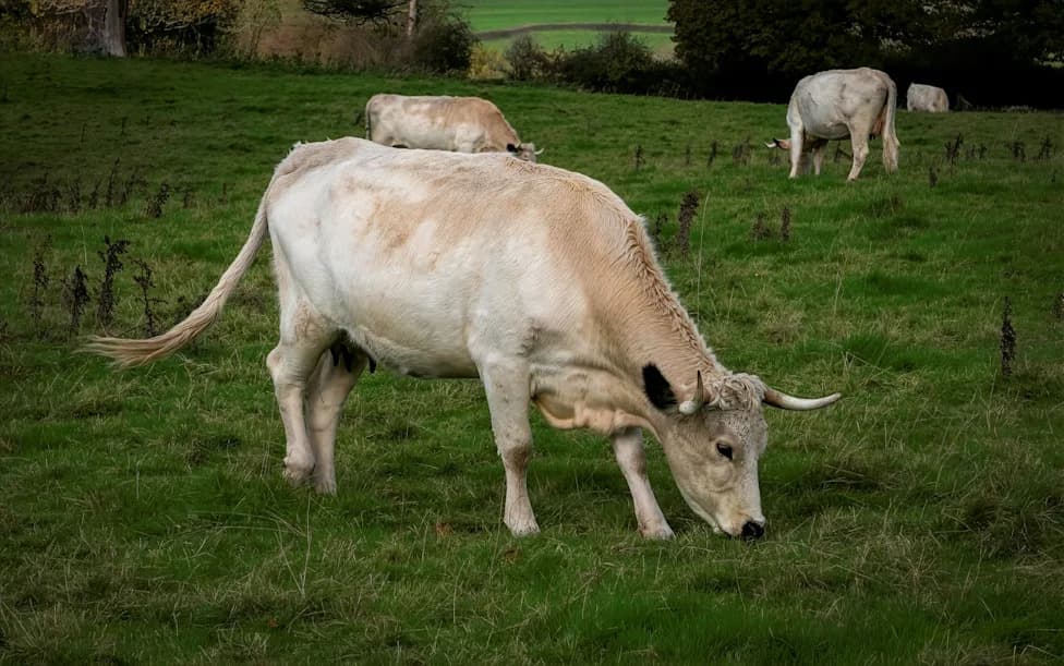 Drevna rasa White Park goveda pokreće 30-godišnji rewilding na imanju Castle Howard