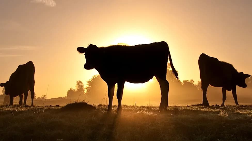 Precizna Fermentacija Mleka Mogla Bi Osloboditi Zemljište Veličine Danske — Do 96% Manje Zemljišnog Otiska