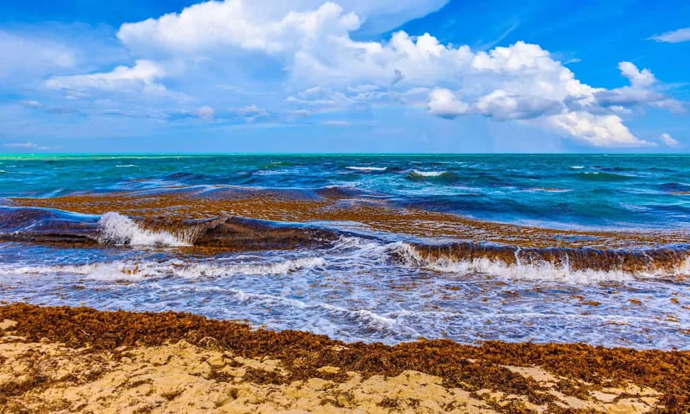 Pojas sargassuma dug 5.000 milja guši plaže Key Westa — uzroci, posledice i moguća rešenja