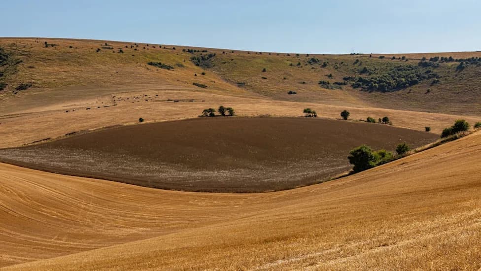 Suša Na Wimpole Imanju: Sav Urod Sena Izgubljen, Stoka Prisiljena Na Ranije Zimske Obroke