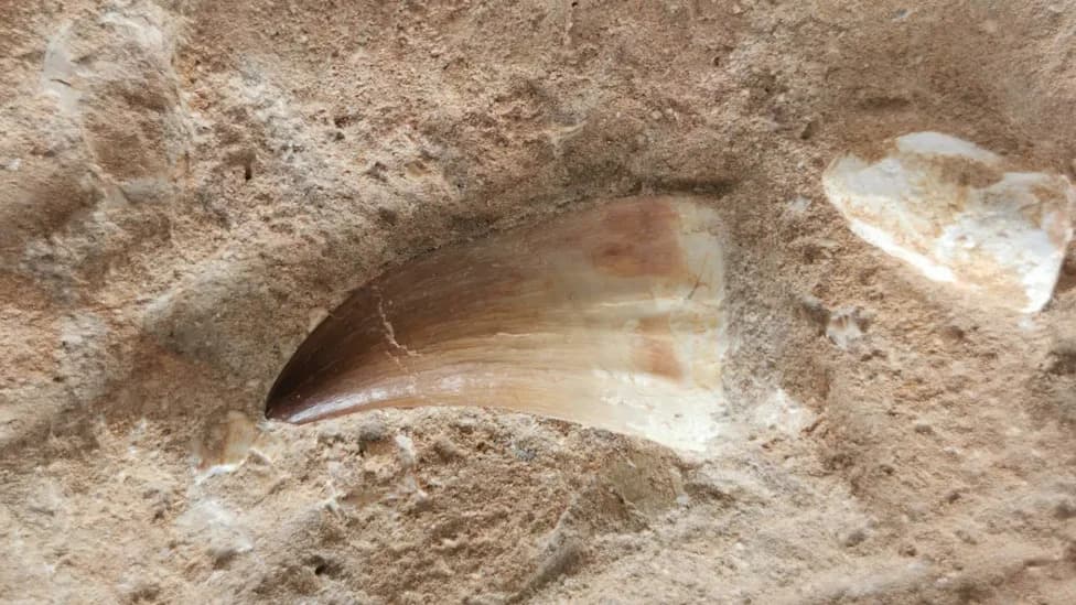 Drevno „groblje“ ajkula u egipatskoj pustinji otkriva da je nekada tu bilo plitko more