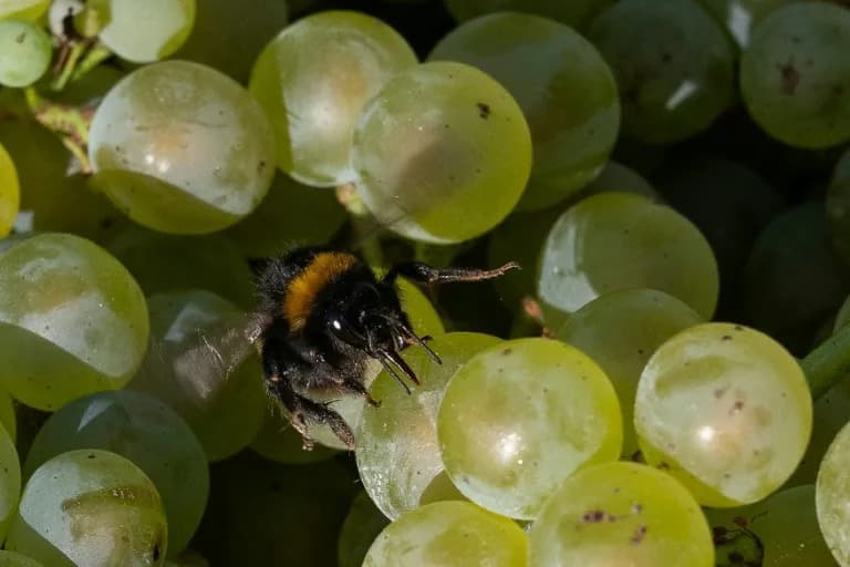 Vinogradi Se Šire Na Severu Francuske: Kako Toplija Klima Meni Vinsku Mapu