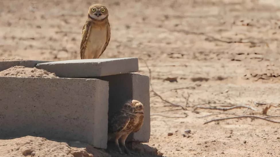 Solarni kompleks u Arizoni postao neočekivana jaslica za burrowing owl (sove koje žive u rupama)