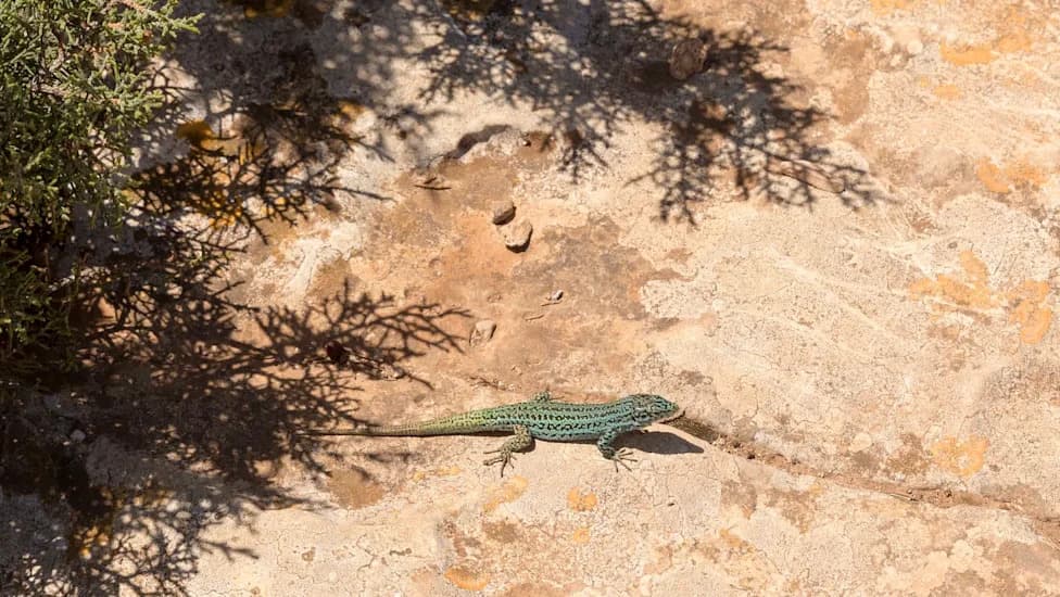 Hitno: Invazivne zmije ugrožavaju šarene gušterice sa Ibize