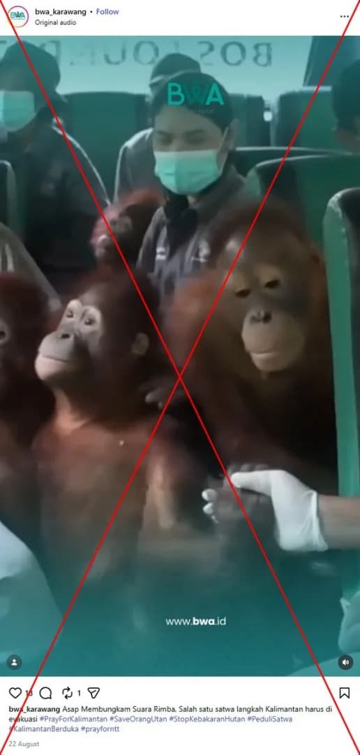 Video Nije Evakuacija Orangutana zbog Požara — Prikazuje Premještanje U Centar Za Rehabilitaciju