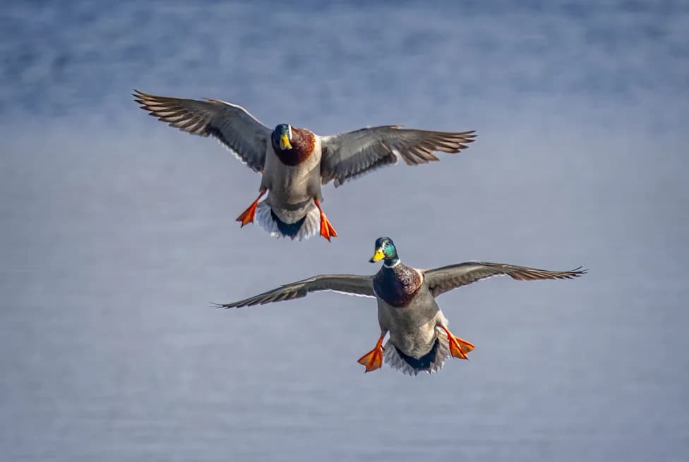 Mallardi, Pintaili i Blue‑Winged Teal U Padu: USFWS Izveštaj Pokazuje Severni Pomak Gnežđenja