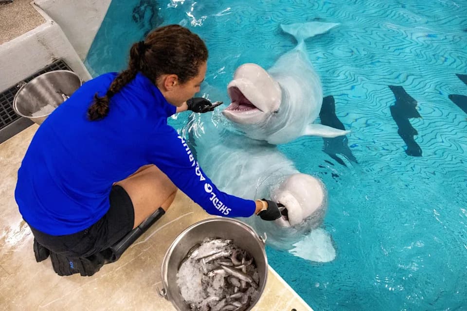 Dve Beluge Iznenada Preminule U Shedd Akvarijumu — Među Njima I Nedavno Spašena Iz Marinelanda