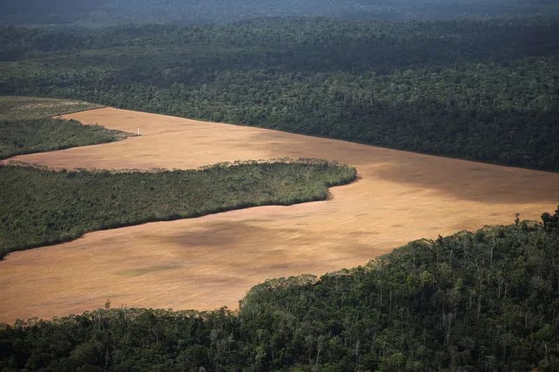 Velika Britanija Odobrila Zajam Od £400M Za Brazil‑vođeni Fond Za Tropske Šume